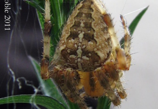 garden cross spider (Araneus diadematus) Kenneth Noble